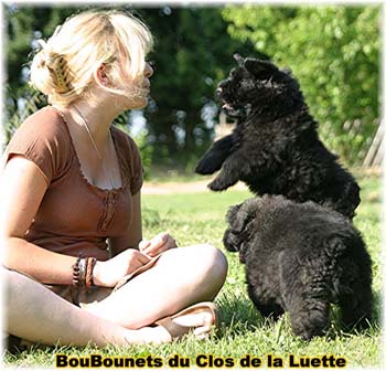 chiots bouvier des flandres SITE WEB ELEVAGE DU CLOS DE LA LUETTE SPECIALISE POUR LE BOUVIER DES FLANDRES ©